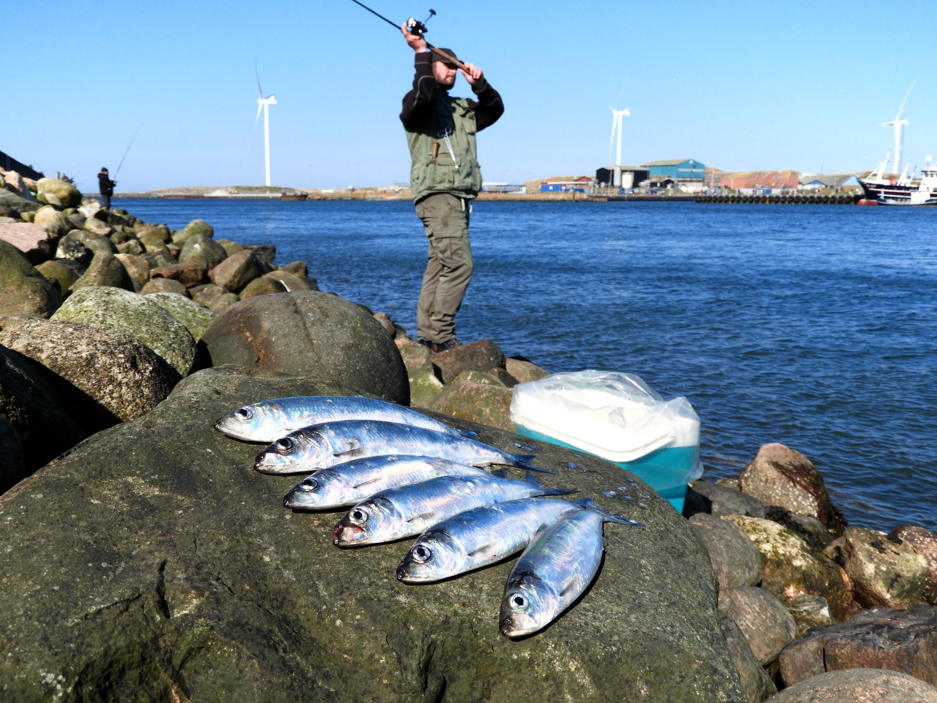 Sådan man sild - Lystfiskeri i Danmark